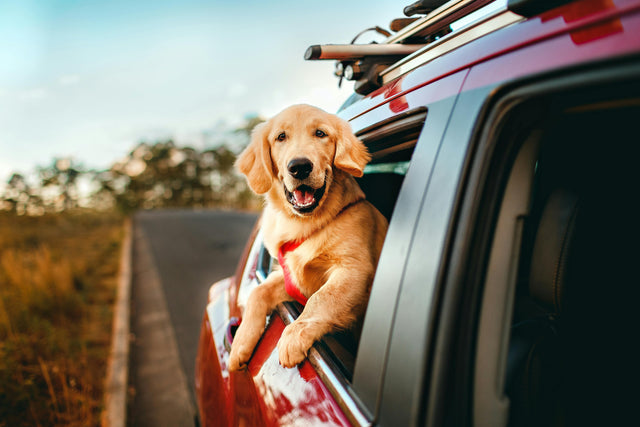Pets & Grooming