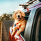 Pets & Grooming